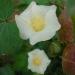 Cotton Levant Plant Seed