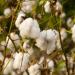 Gossypium Herbaceum Plants