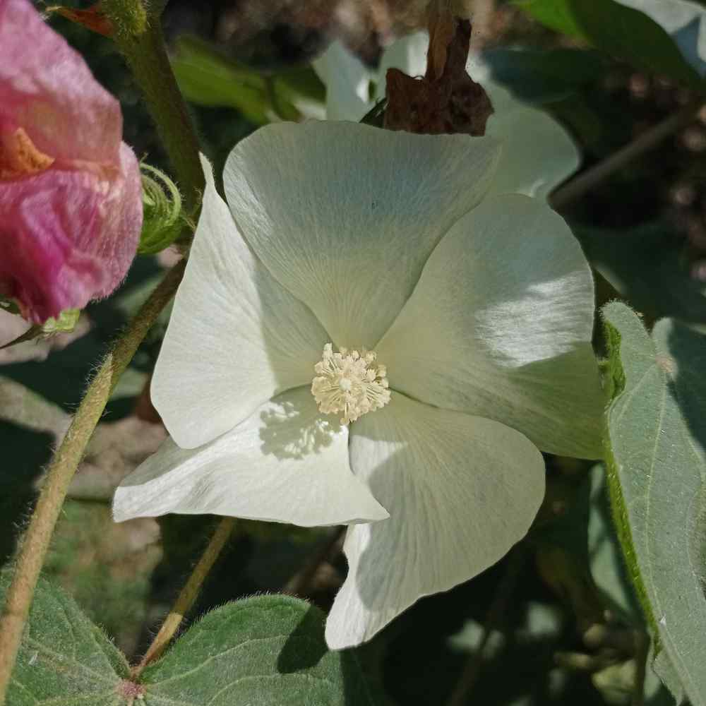 Gossypium Herbaceum Cotton