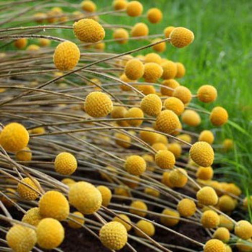 Yellow Craspedia Globosa Billy Buttons Seeds For Planting Outdoors