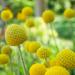 Craspedia Globosa Flowers