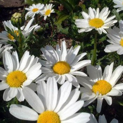 Creeping Daisy Seeds Chrysanthemum Paludosum Flower Seeds 