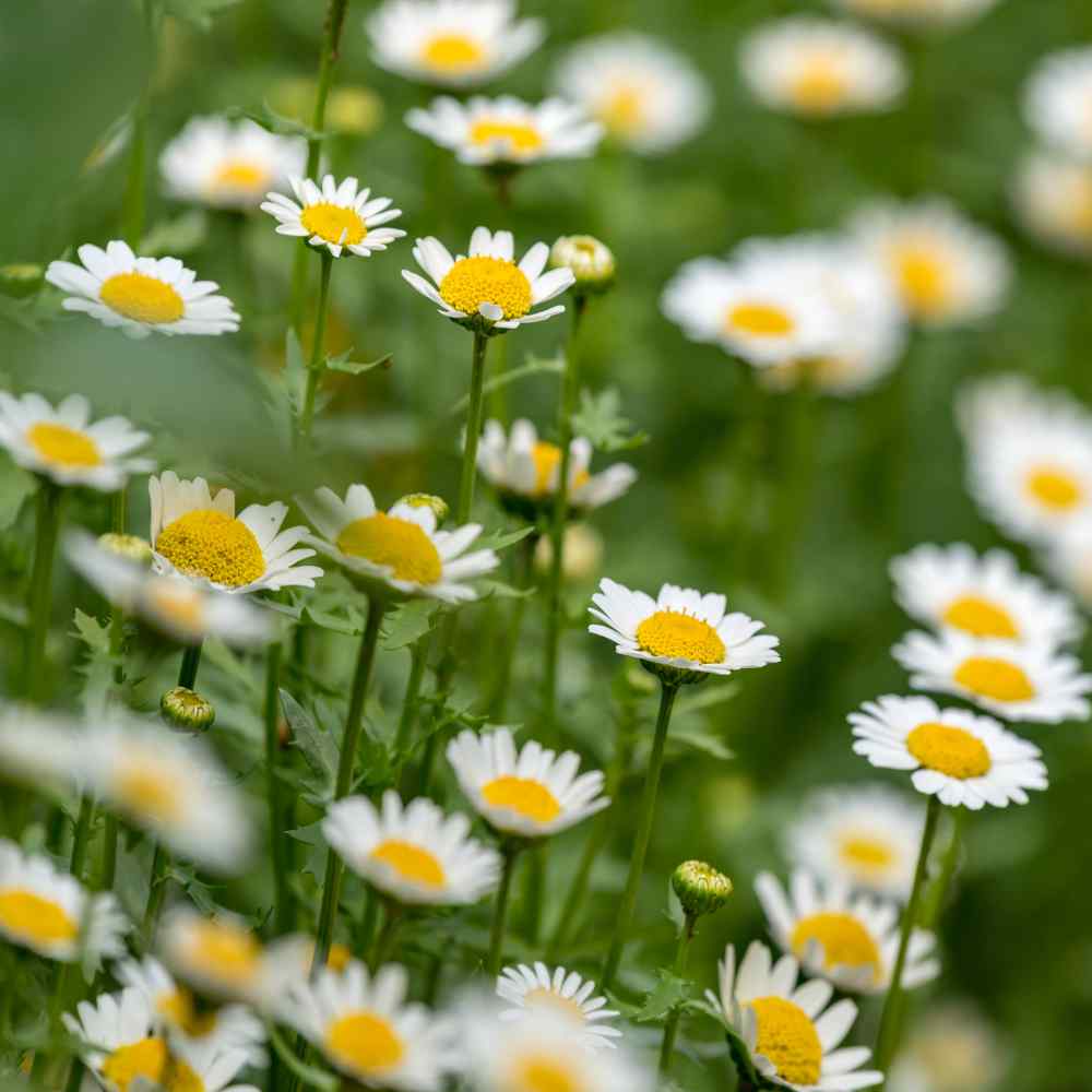 Daisy Seeds - Creeping Daisy, Flower Seeds in Packets & Bulk