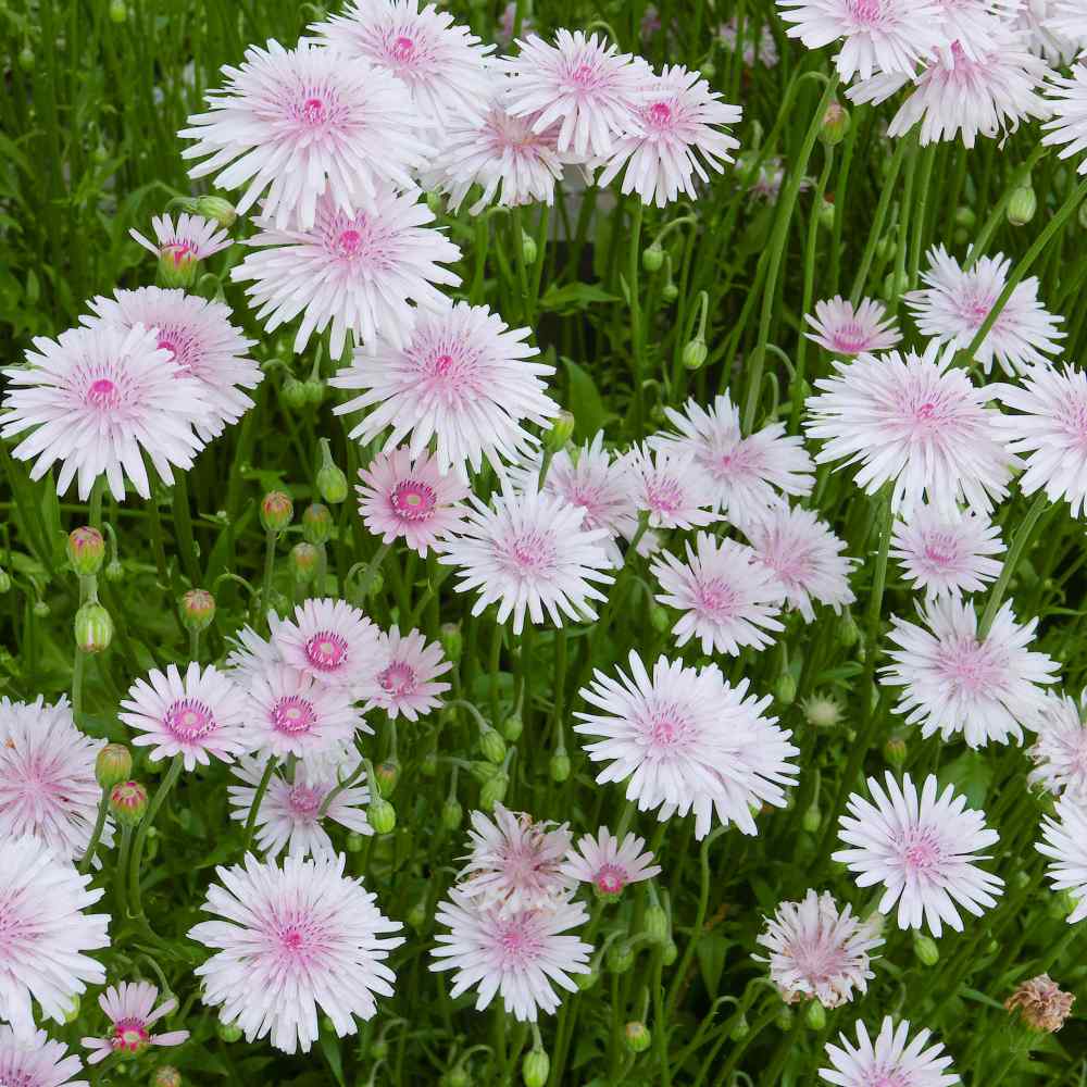 Crepis Rubra Pink