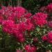 Annual Crimson Phlox Plants