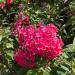 Phlox Crimson Flowers