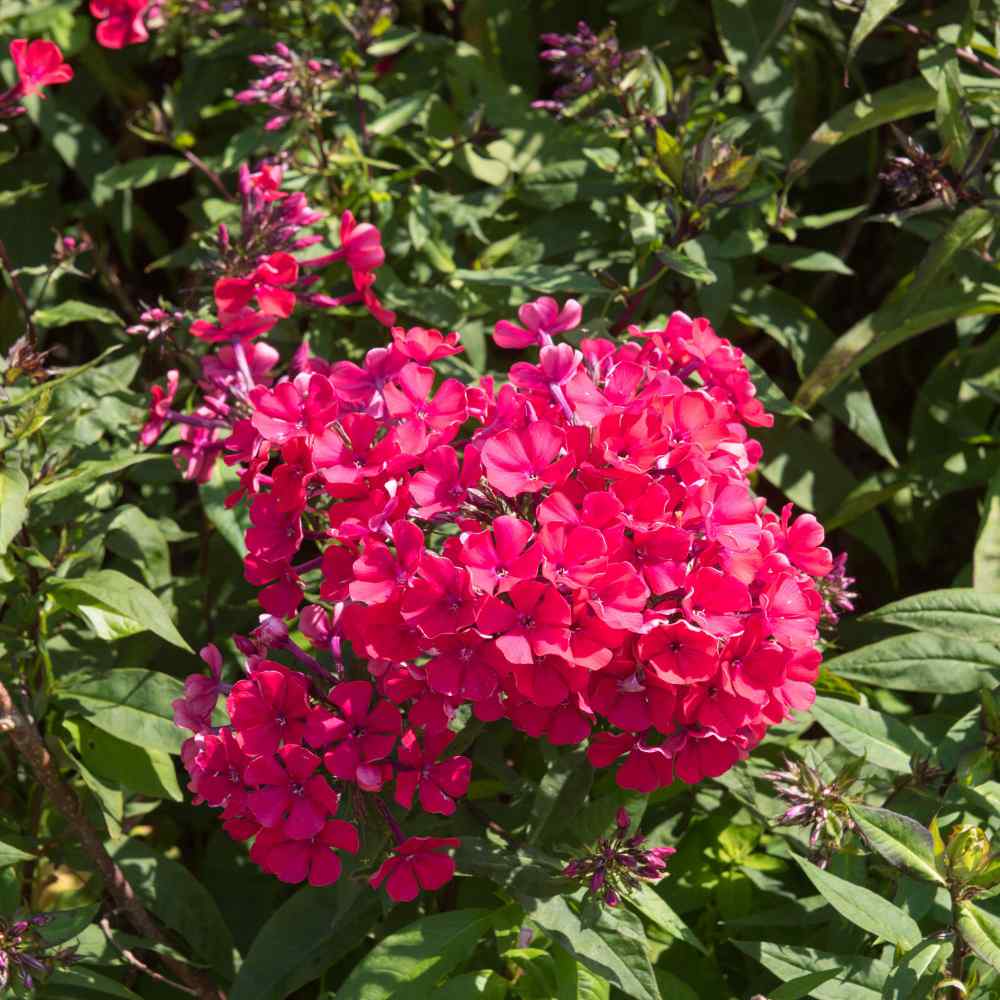 Beautiful Low-Growing Flower