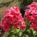 Drummondii Phlox Crimson Flowers