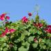 Morning Glory Crimson Rambler Climbing Vine