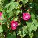 Morning Glory Crimson Rambler Vine