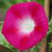 Morning Glory Crimson Rambler Flowering Vine