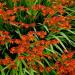 Crocosmia Seeds