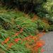 Crocosmia Plant