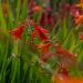 Crocosmia Flowers