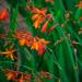 Crocosmia Ornamental Grass