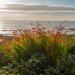 Crocosmia Flowering Grass