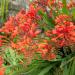 Crocosmia Flower Garden