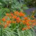 Crocosmia Fowering Plant