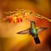 Crocosmia With Hummingbird