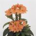 Crossandra Tropic Flame