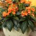 Crossandra Tropic Flame Flower