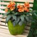 Crossandra Tropic Flame Plant