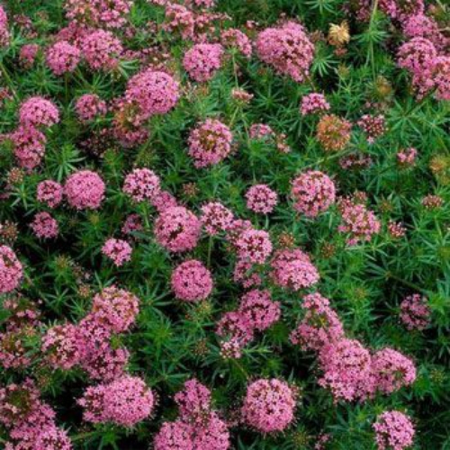 Crucianella Stylosa