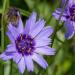 Catananche Caerulea Blue