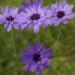 Catananche Caerulea