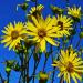 Cup Plant Flowers