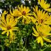 Cup Plant Yellow Flowers