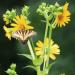 Silphium Cup Plant