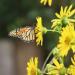 Silphium Yellow Cup Plant