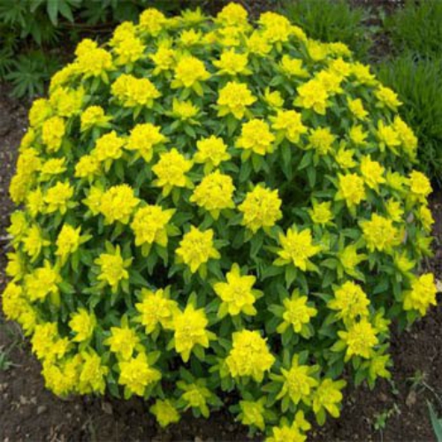 Cushion Spurge Flower Seed