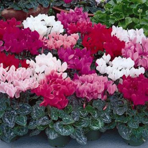 Outsidepride Cyclamen Persicum Garden Flower Seed Mix for Outdoor  Containers or Indoor House Plants - 50 Seeds