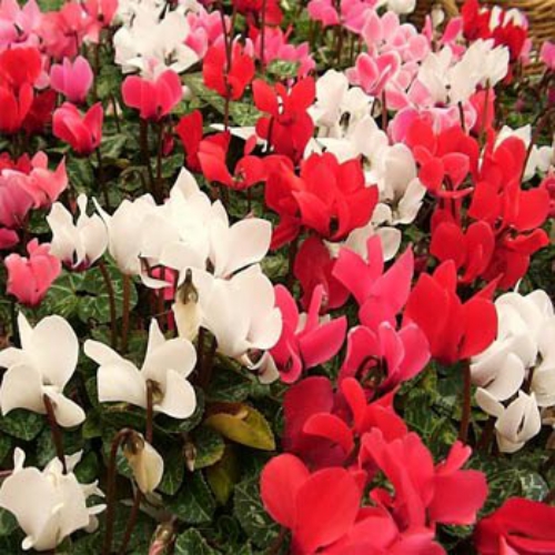 Cyclamen Persicum