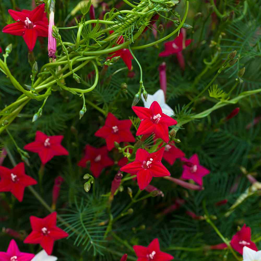 Rare flower CYPRESS VINE morning glory RED 20 seeds 