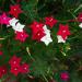 Cypress Vine Seeds