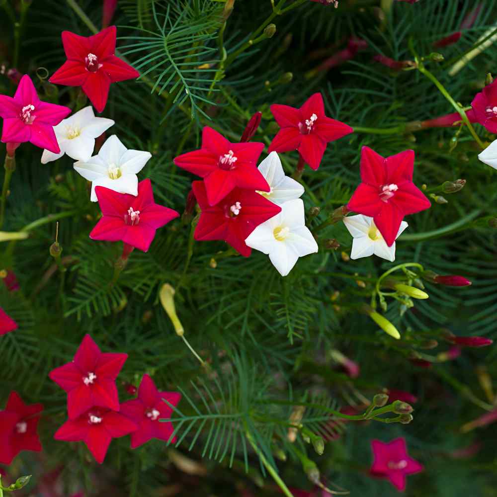 Cypress Vine Seeds Ipomoea Pennata Mix Flower Seeds