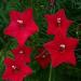 Cypress Vine Red