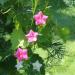 rose cypress vine flowers