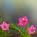 cypress vine seeds rose