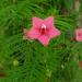 Cypress Vine Rose Flower