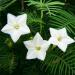 Cypress Vine White Flower