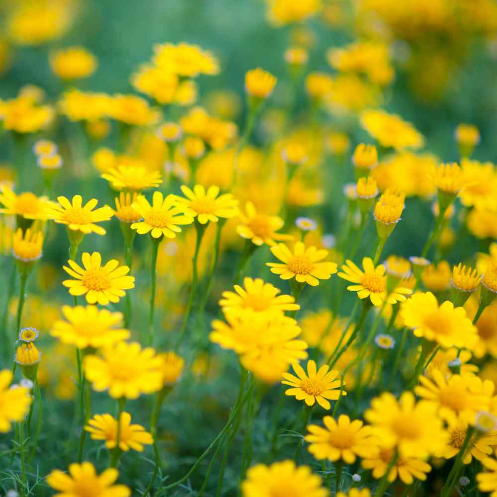 Dahlberg Daisy Plants