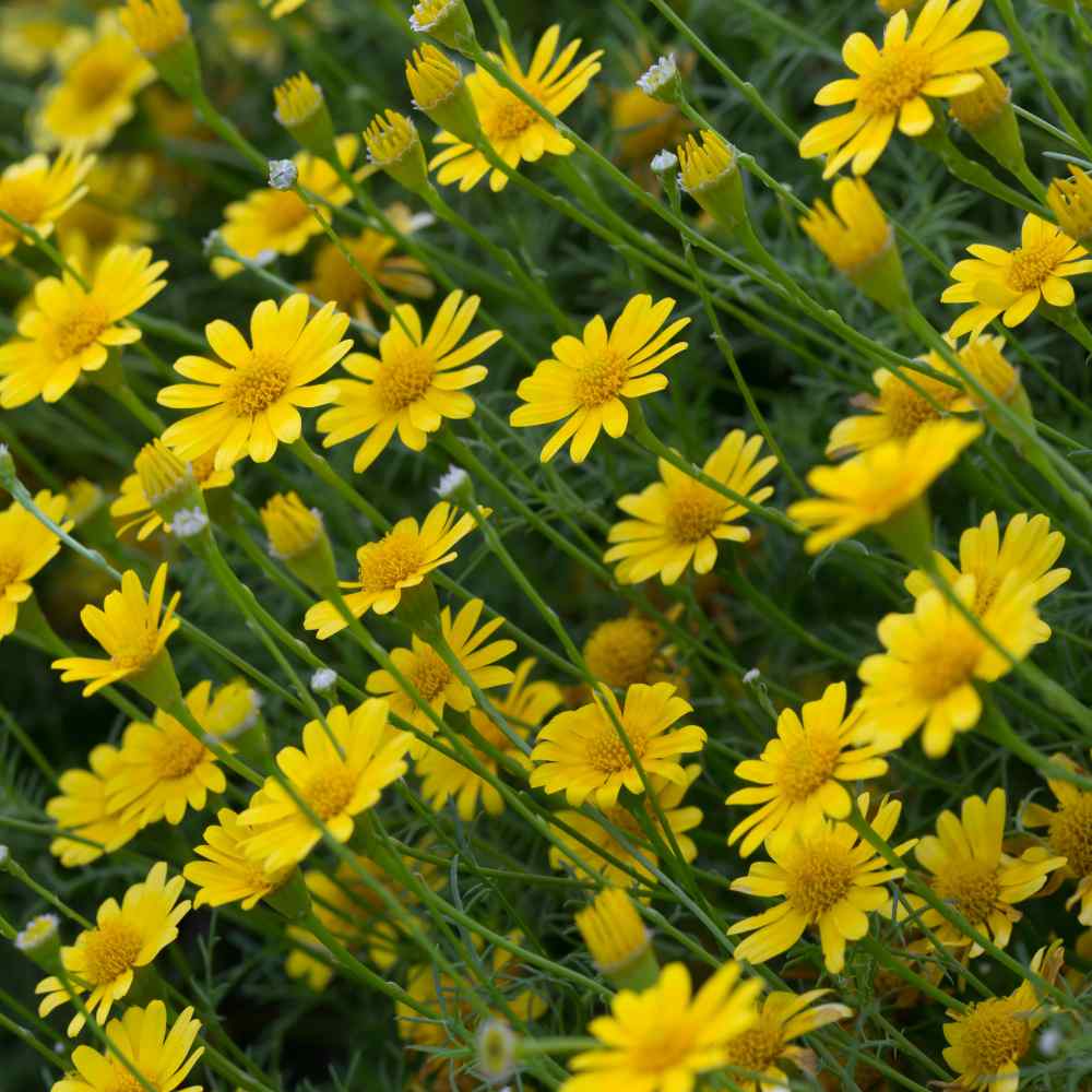 Dahlberg Daisy Flowers