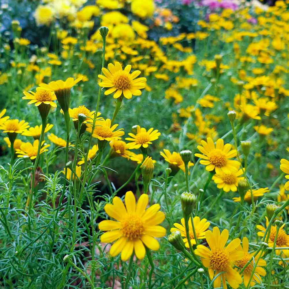 Annual Dahlberg Daisy