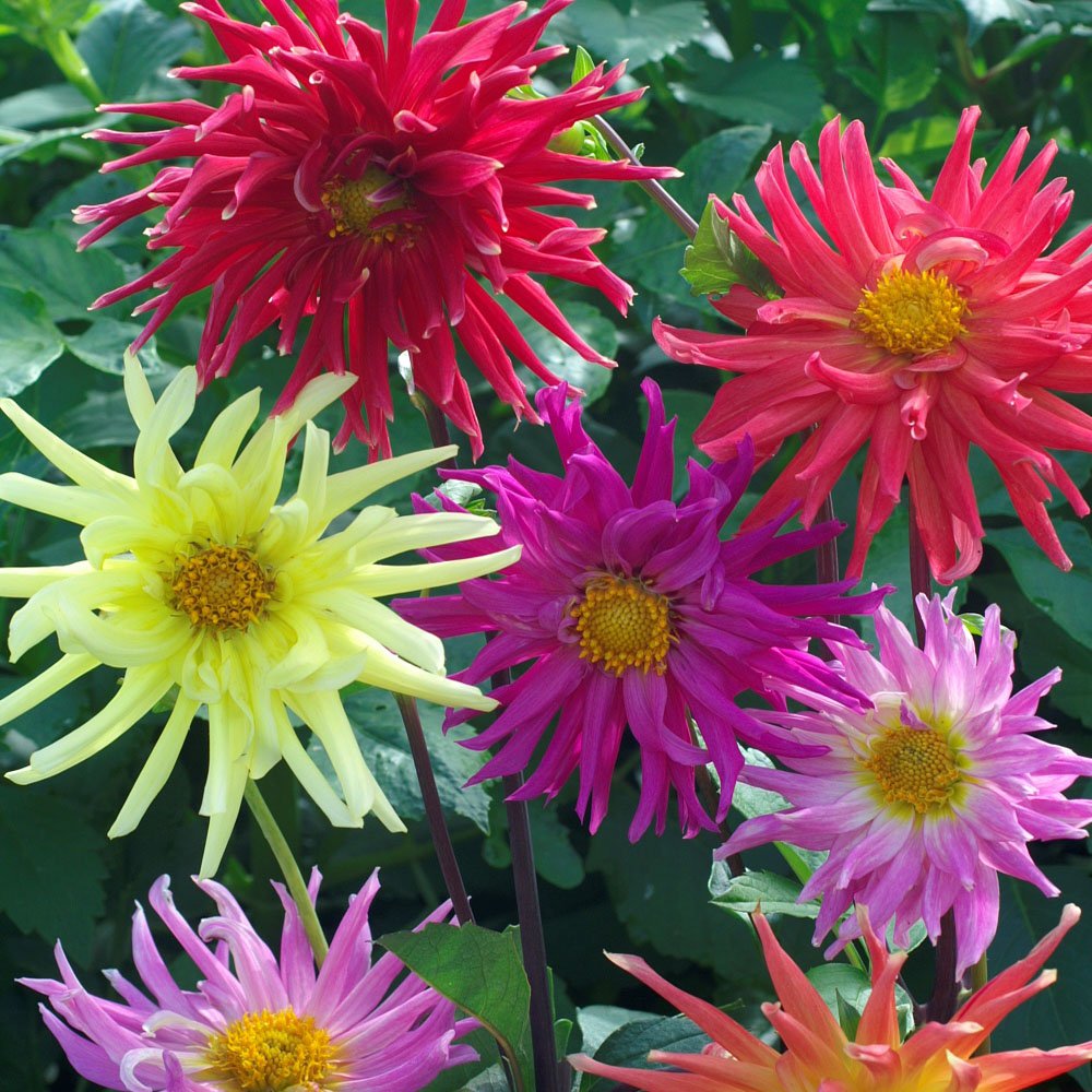 Outsidepride Dahlia 'Cactus Mix'