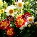 mixed dahlia dandy flowers