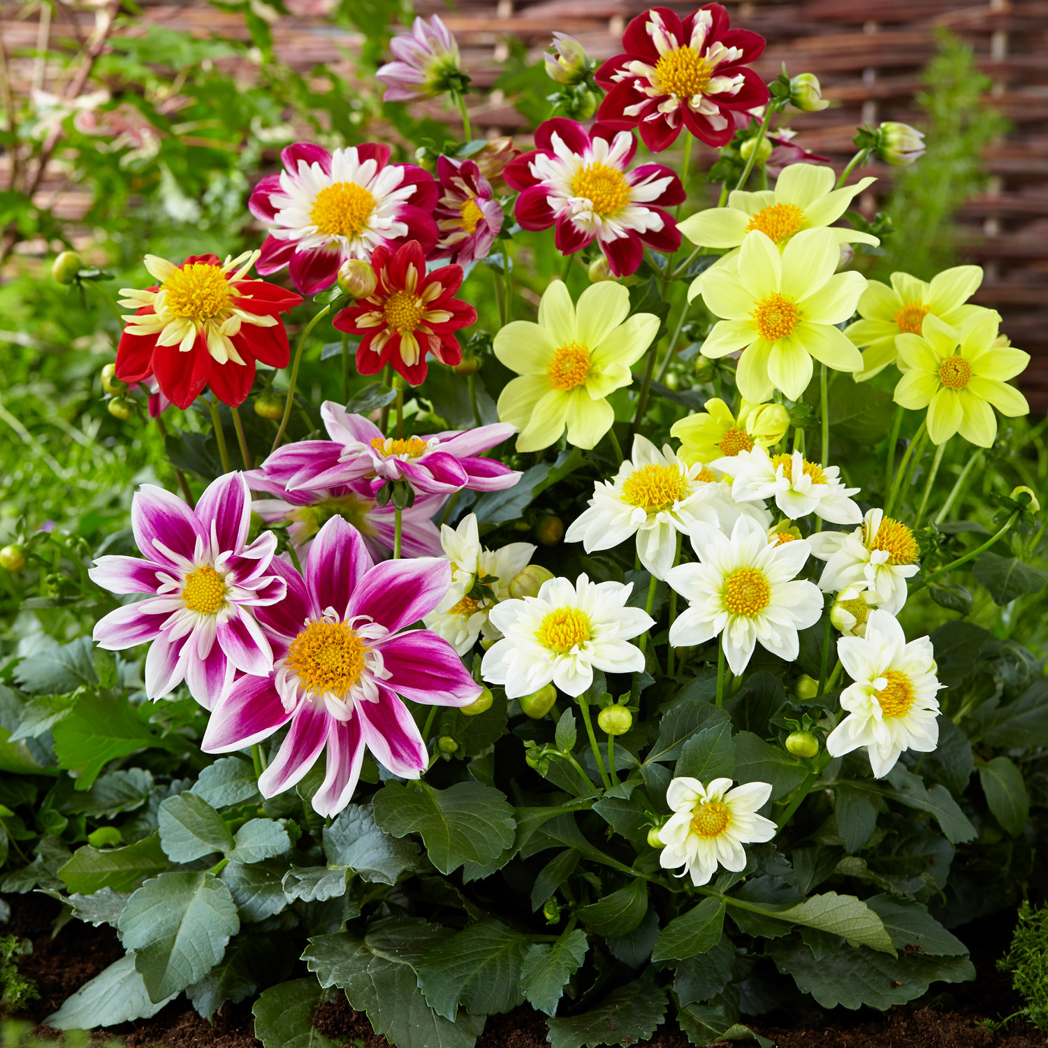 Dahlia Hybrida Harlequin Flower Mix